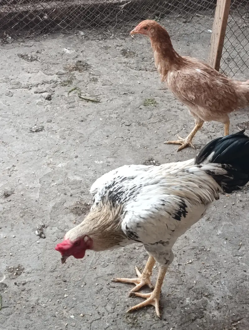 home breed 2 males for sale — photo 4
