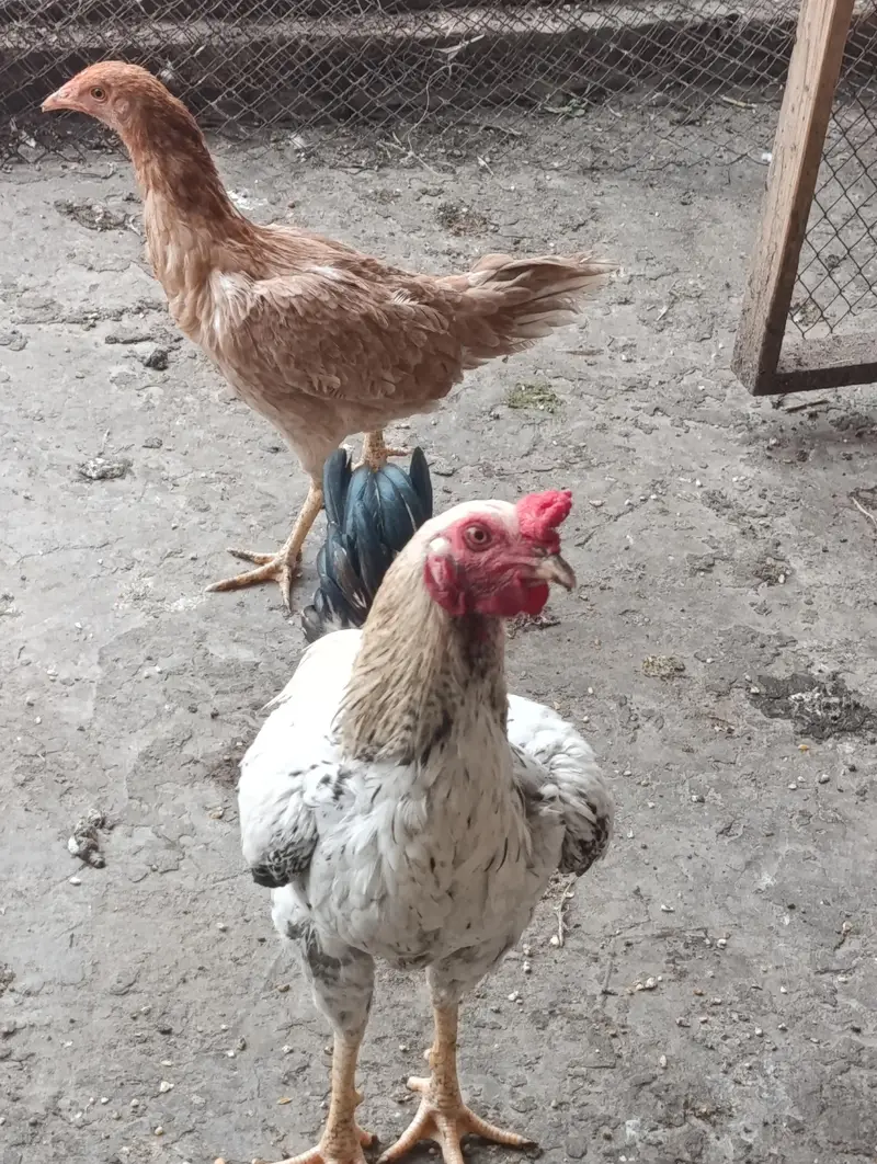 home breed 2 males for sale — photo 5