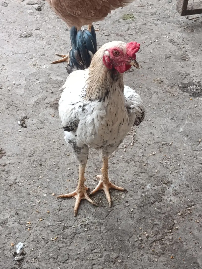 home breed 2 males for sale — photo 6