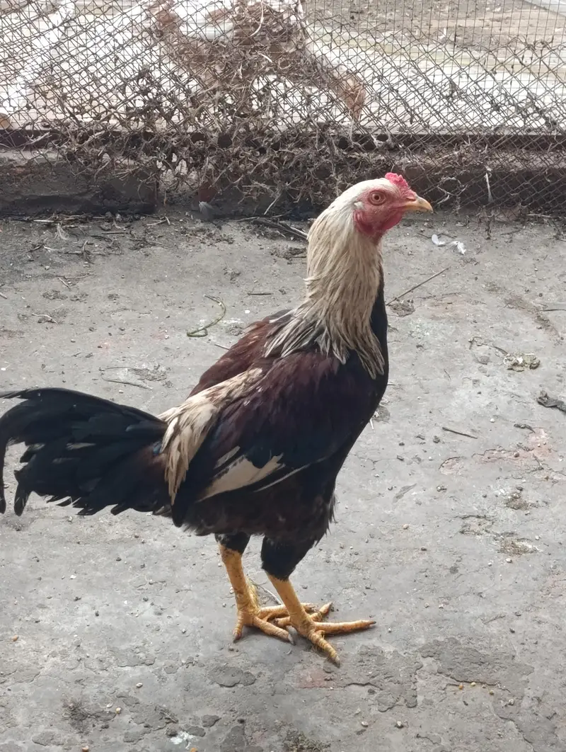 home breed 2 males for sale — photo 7