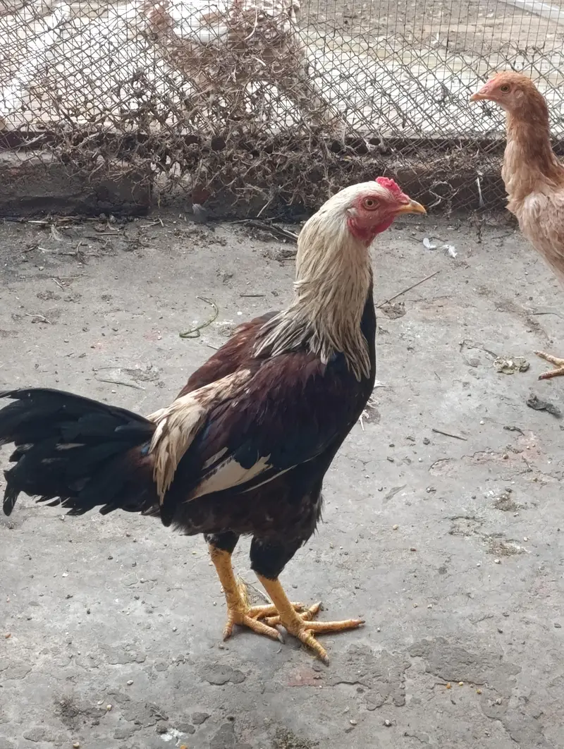 home breed 2 males for sale — photo 8