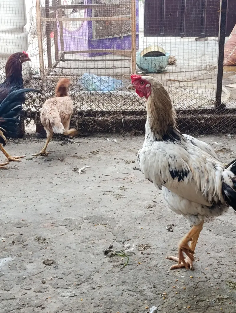 home breed 2 males for sale — photo 9