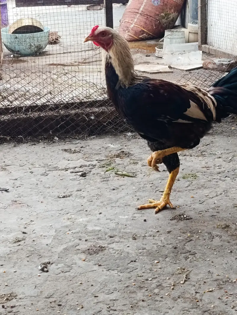 home breed 2 males for sale — photo 11