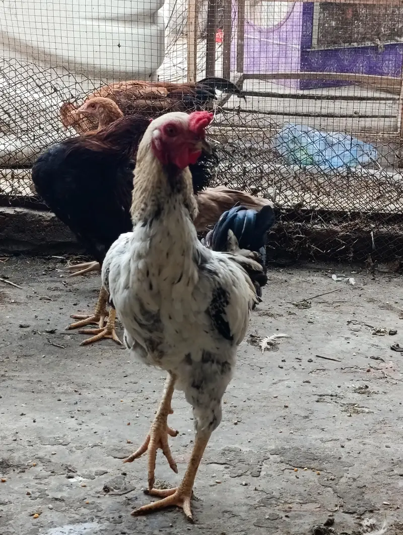 home breed 2 males for sale — photo 12