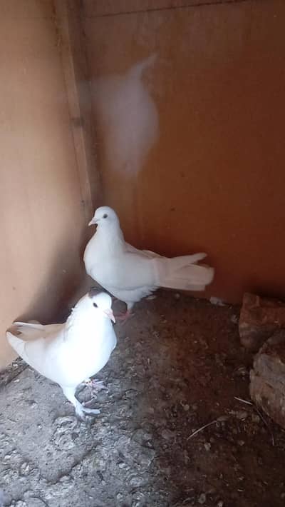 wite fancy pigeon pair available for sale.