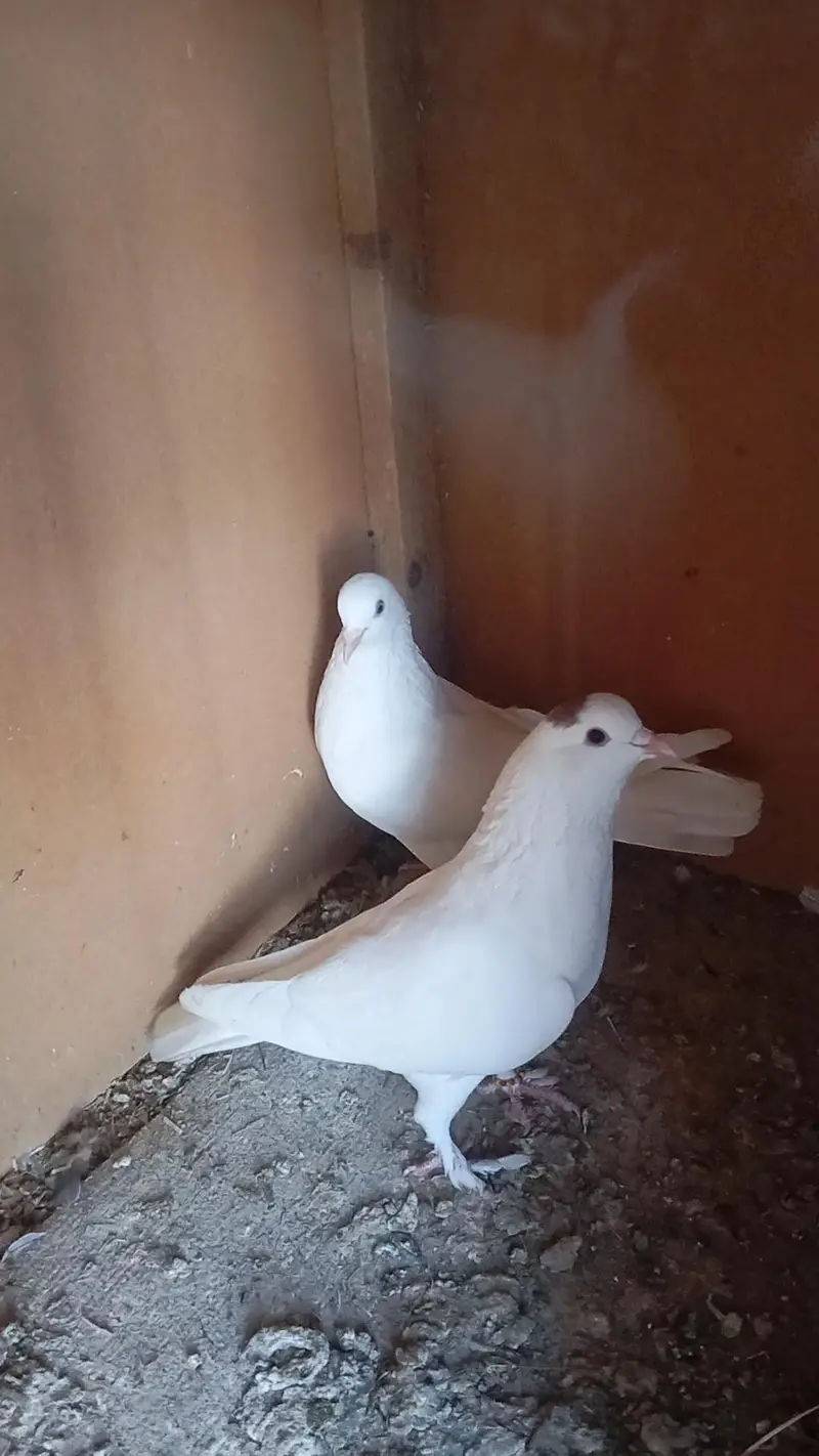 wite fancy pigeon pair available for sale. — photo 2