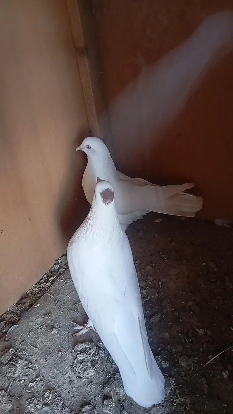 wite fancy pigeon pair available for sale. — photo 3