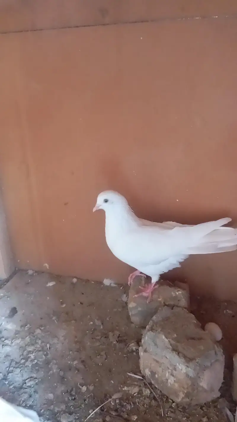 wite fancy pigeon pair available for sale. — photo 4