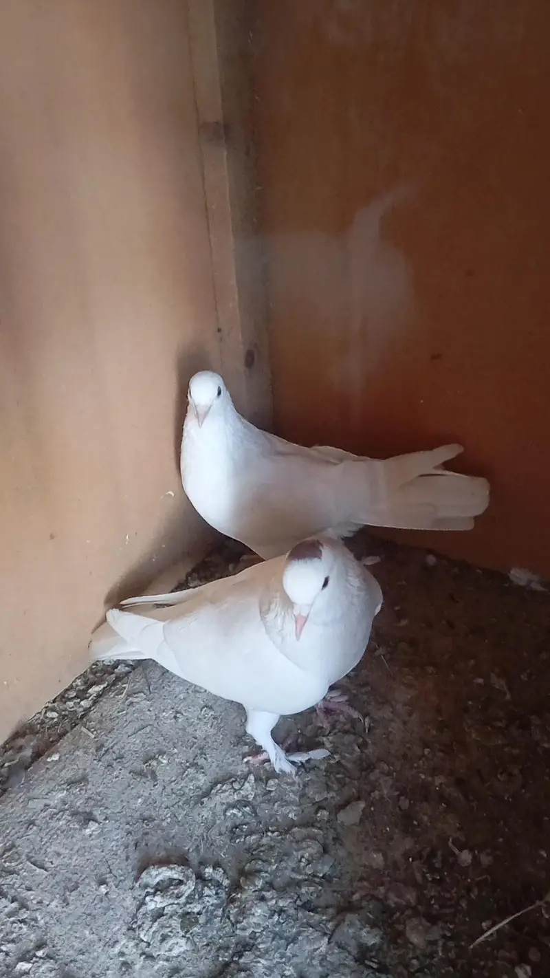 wite fancy pigeon pair available for sale. — photo 5