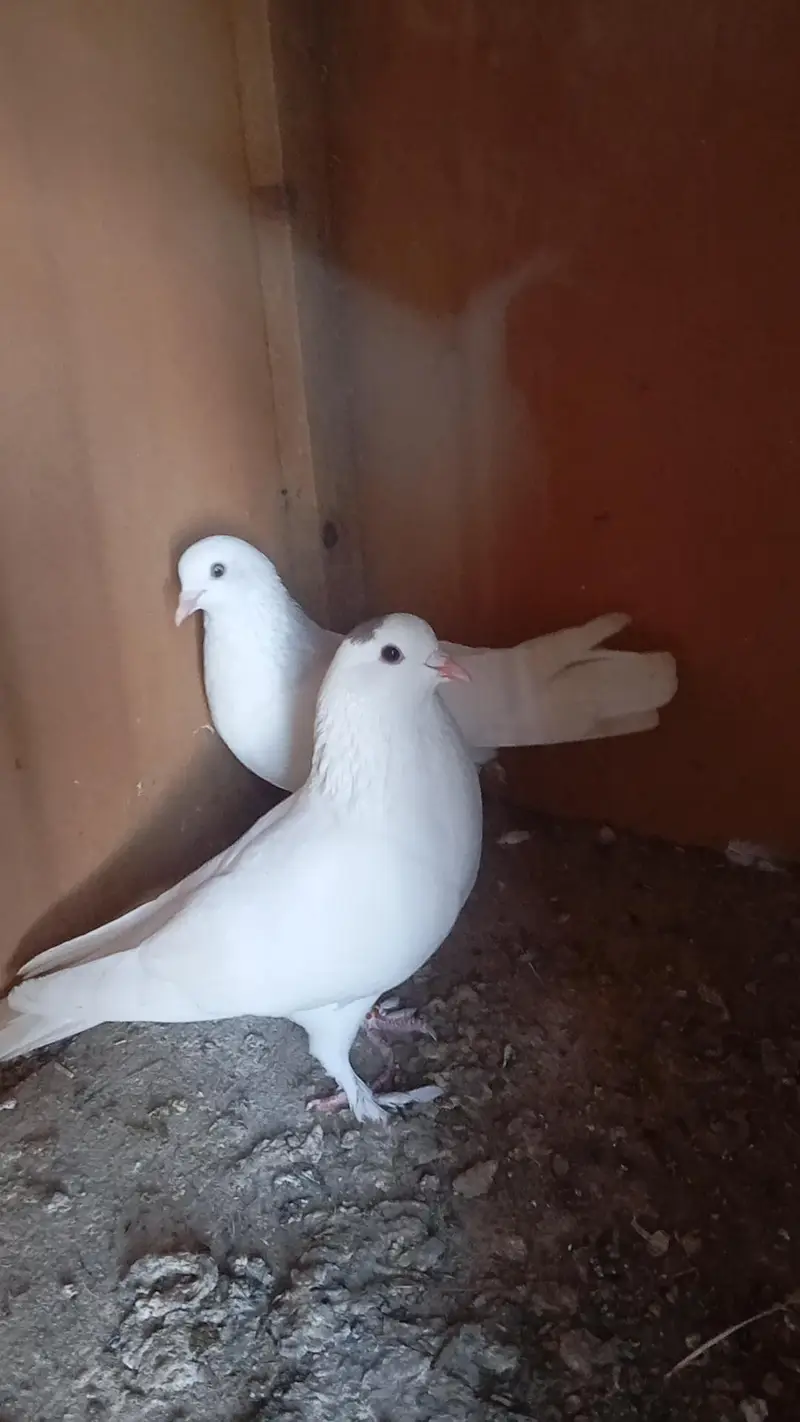 wite fancy pigeon pair available for sale. — photo 6