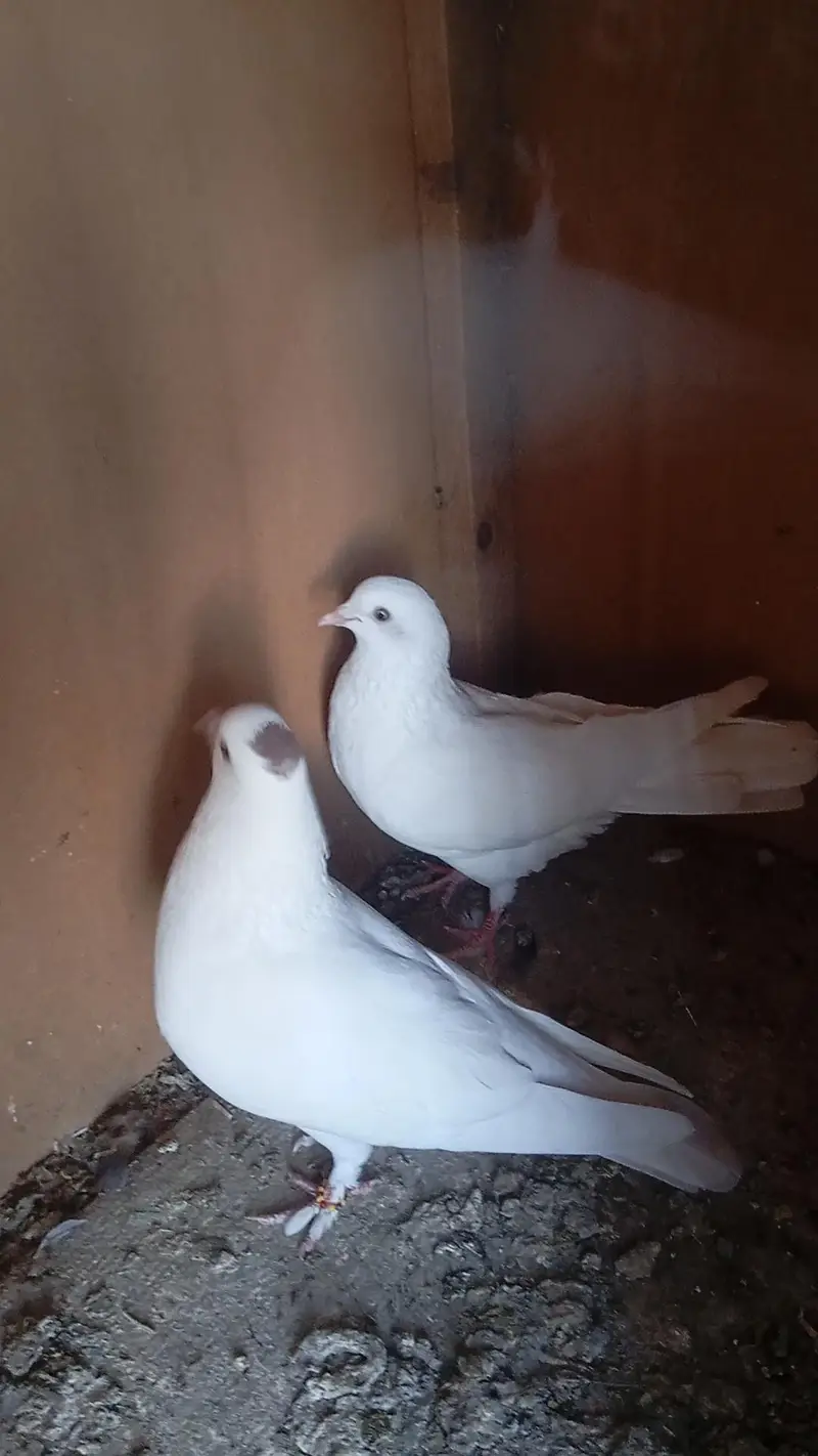 wite fancy pigeon pair available for sale. — photo 7