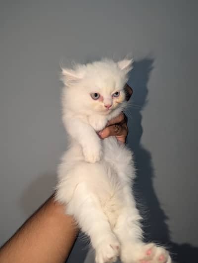 Adorable Pure White Persian Kittens