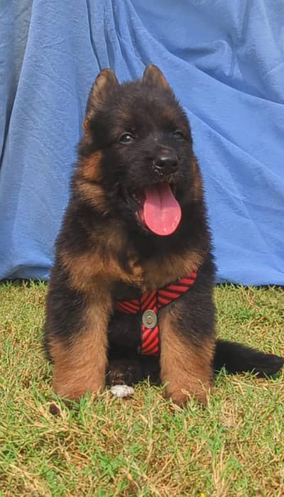 German Shepherd double coat mail for sale