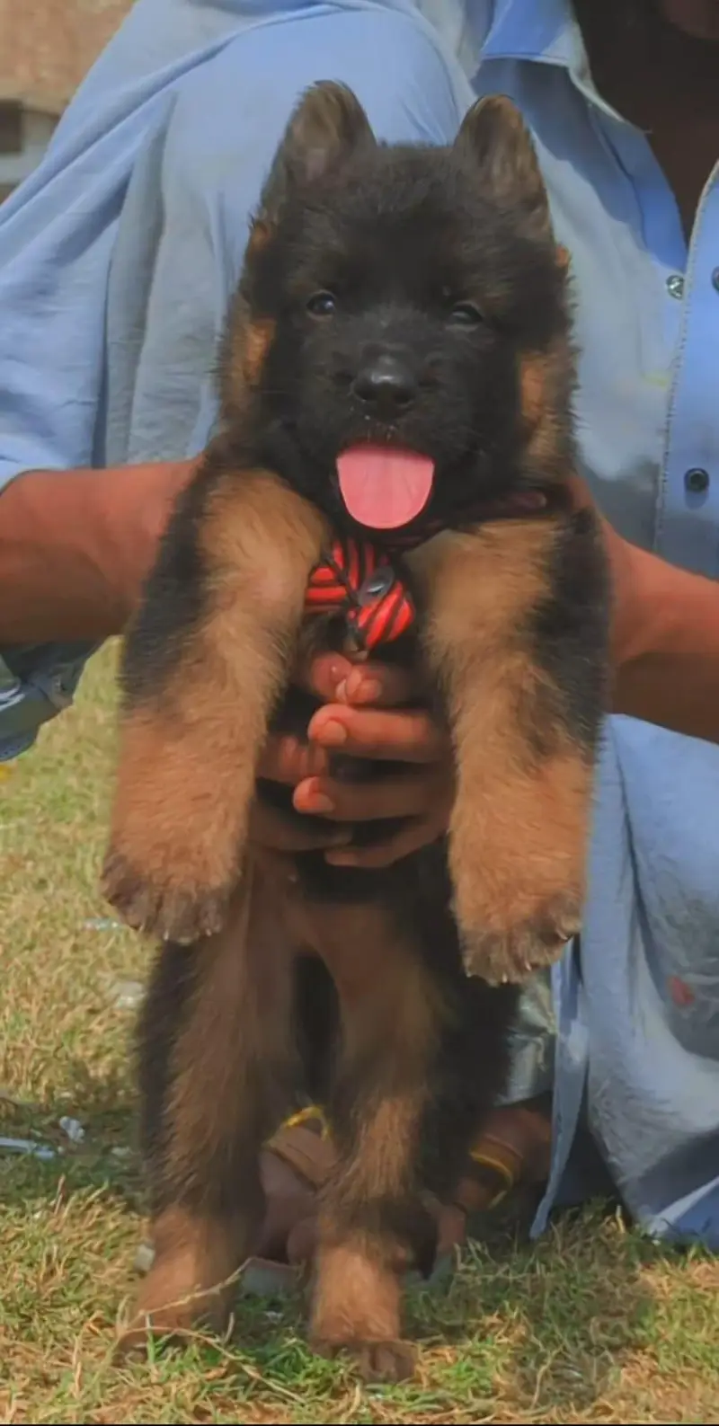 German Shepherd double coat mail for sale — photo 3