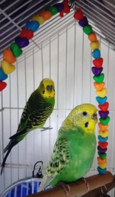 budgie 1 egg pair
