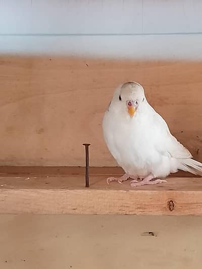 bujri perrot pair bredr  03446294908