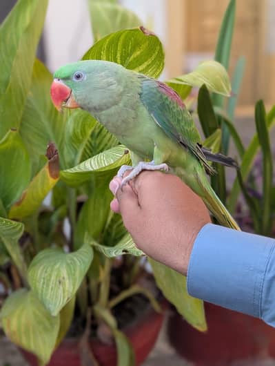Hand tame raww parrot male age 7 month plus