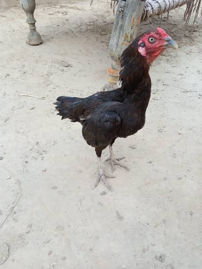 Aaseel morgi for sell 2500