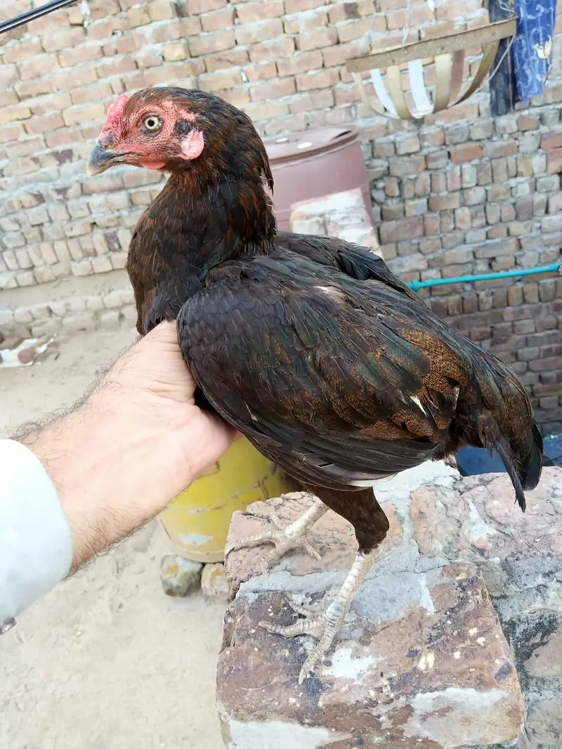 Aaseel morgi for sell 2500 — photo 2
