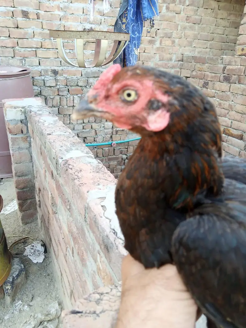 Aaseel morgi for sell 2500 — photo 3