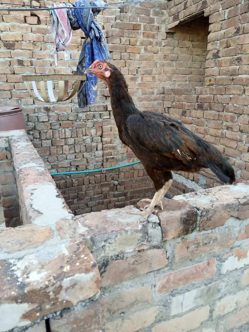 Aaseel morgi for sell 2500 — photo 4