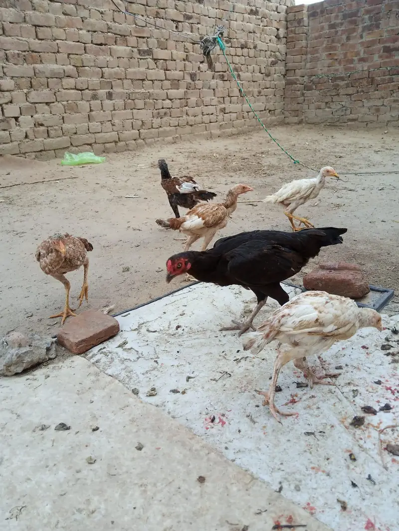Aaseel morgi for sell 2500 — photo 5
