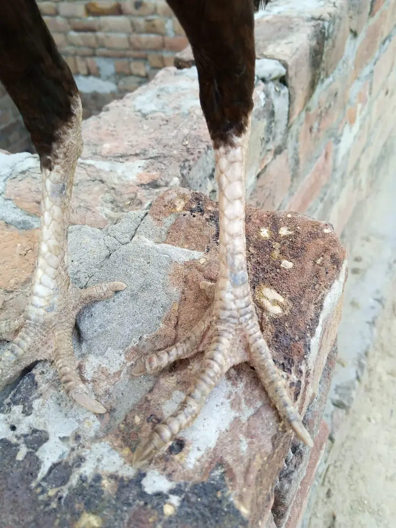 Aaseel morgi for sell 2500 — photo 6
