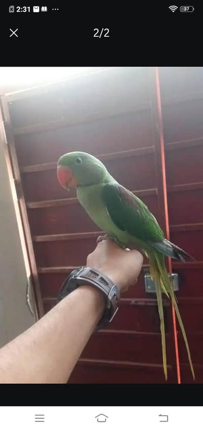 healthy parrot