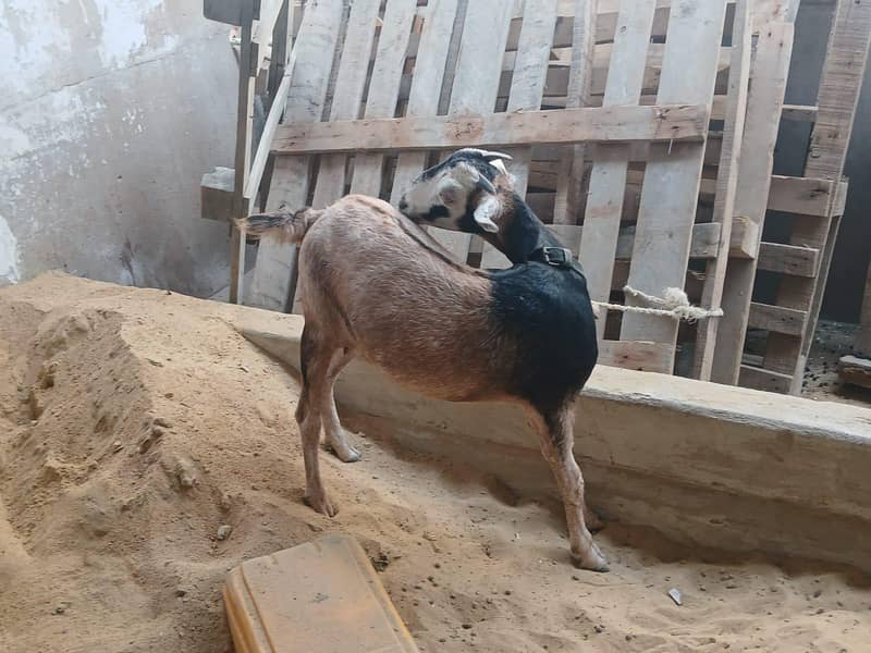 2 goats 0