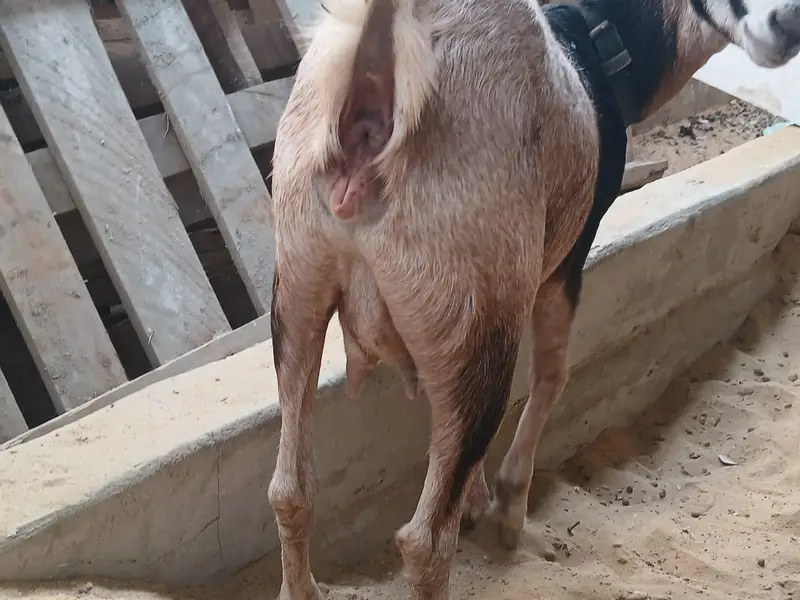 2 goats — photo 3
