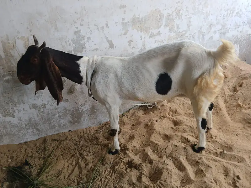 2 goats — photo 4