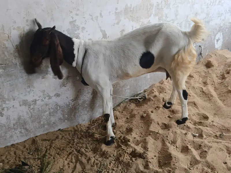 2 goats — photo 5