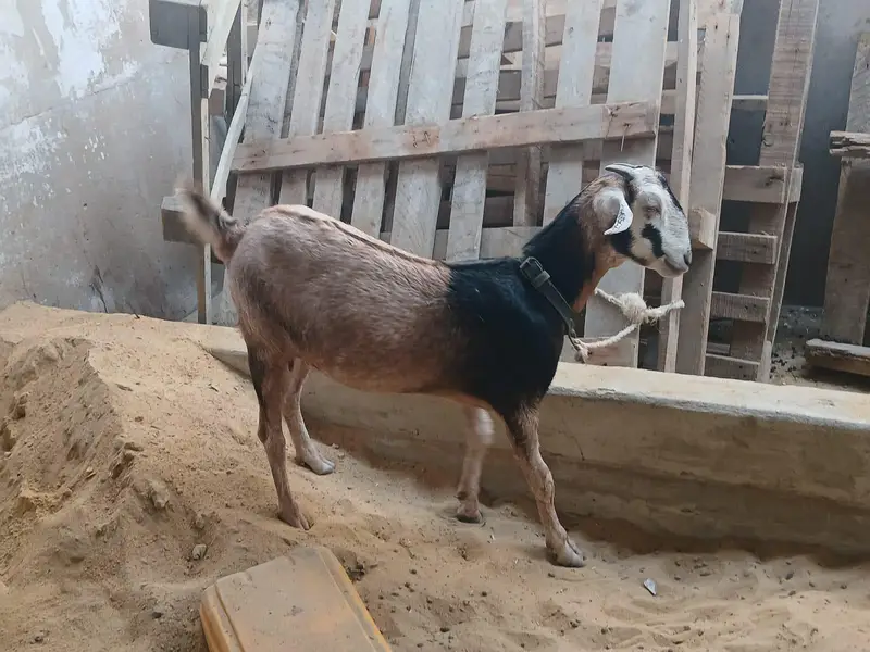 2 goats — photo 6