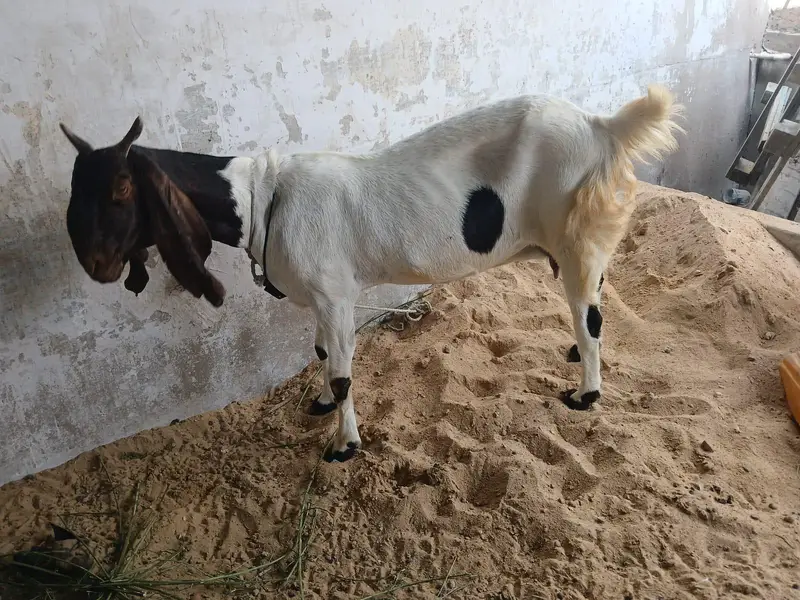 2 goats — photo 7