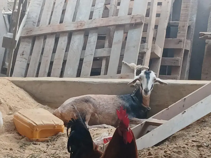 2 goats — photo 9