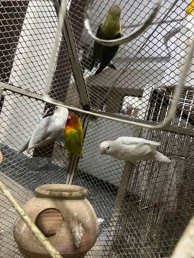 multicolor love birds healthy and active