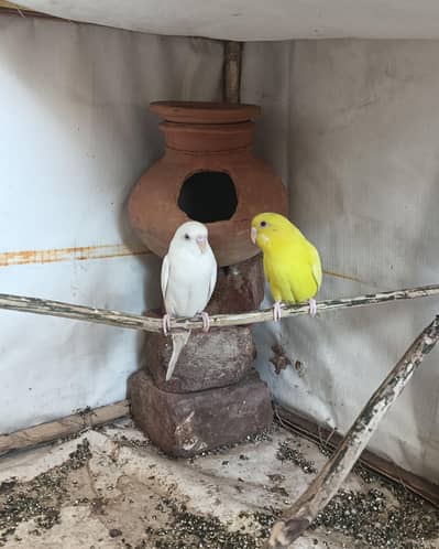 Red Eyes Budgies Pair for Sale