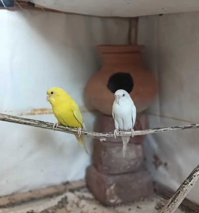 Red Eyes Budgies Pair for Sale — photo 3