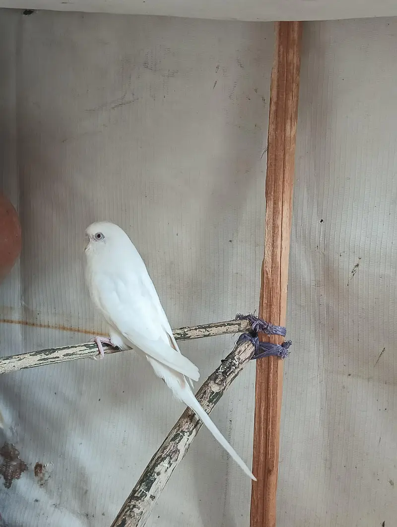 Red Eyes Budgies Pair for Sale — photo 4