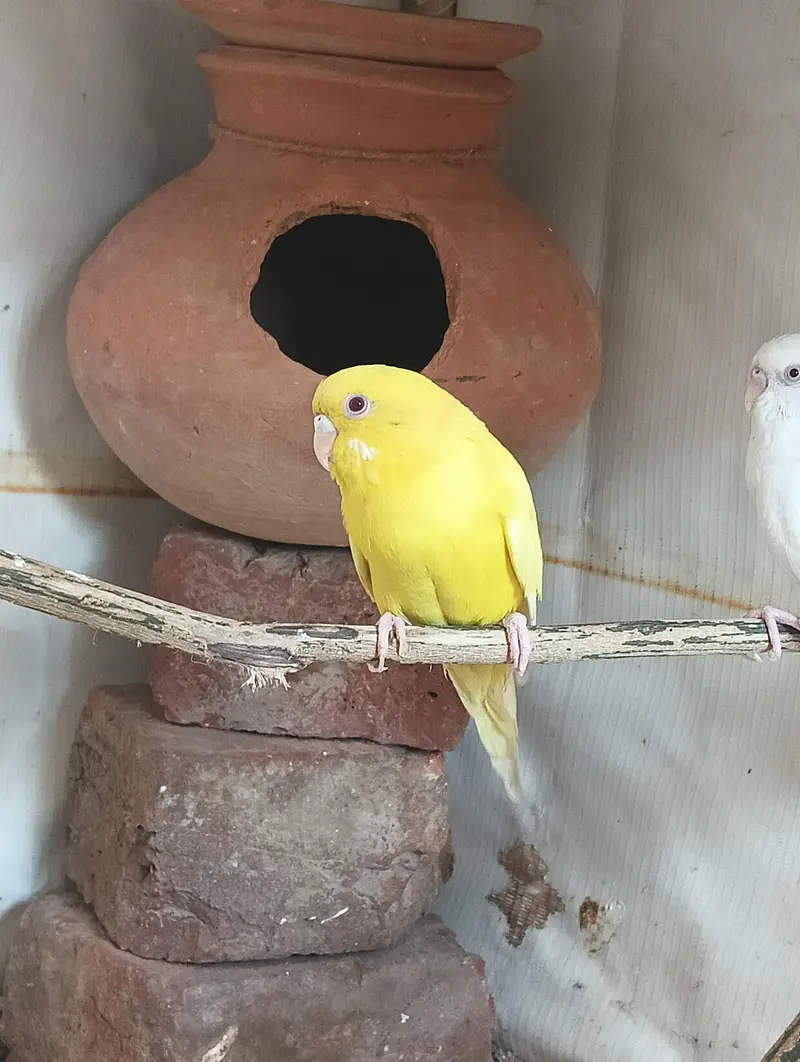 Red Eyes Budgies Pair for Sale — photo 5