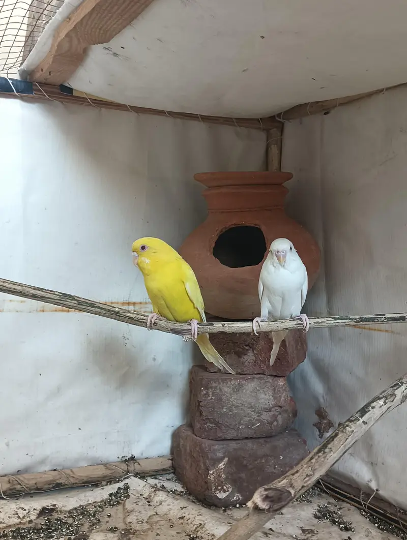 Red Eyes Budgies Pair for Sale — photo 6