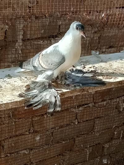 swallow check for sale