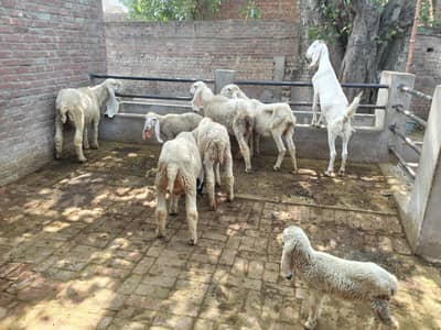 healthy kajli sheeps