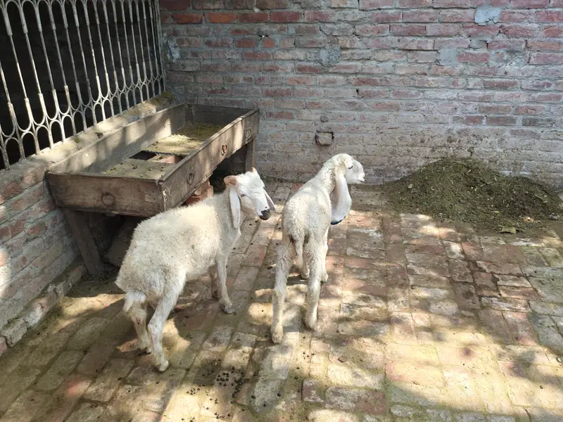 healthy kajli sheeps — photo 2