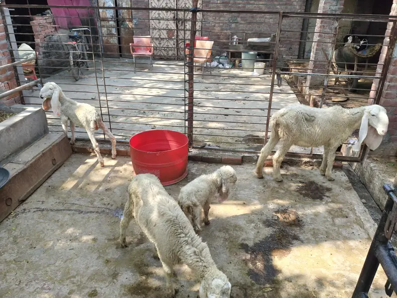 healthy kajli sheeps — photo 3