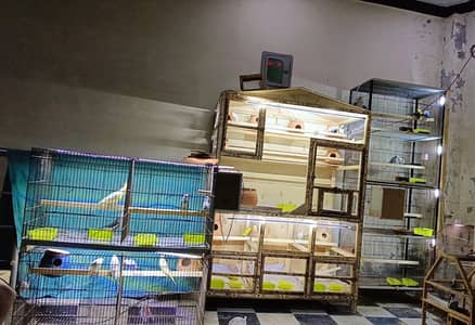 Big size Cage for Parrots budgie colony and hens