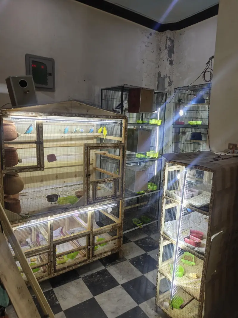 Big size Cage for Parrots budgie colony and hens — photo 2