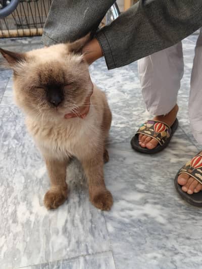 Siberian male full teamed 8 month