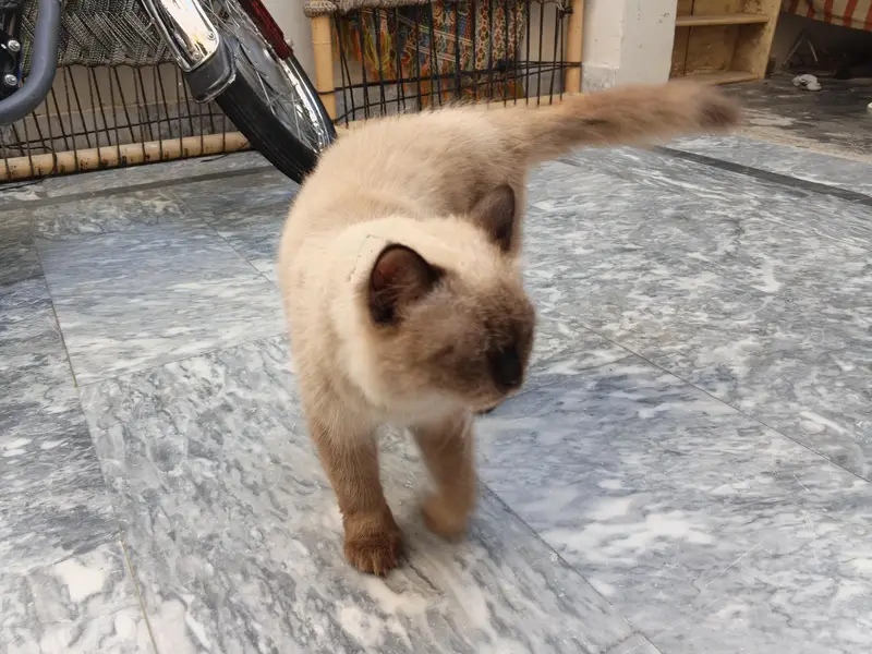 Siberian male full teamed 8 month — photo 4