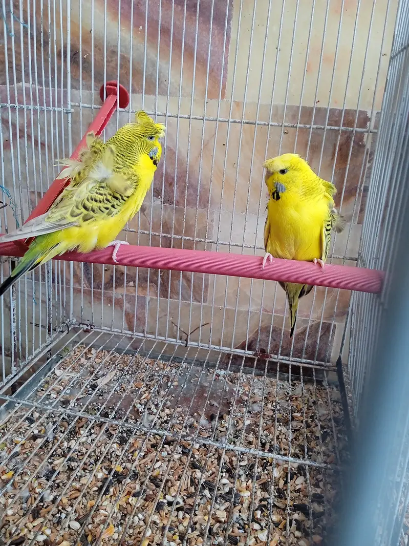 cocktail, Hogoromo double flowers breeder pairlovebirds Lotino pathe,b — photo 4